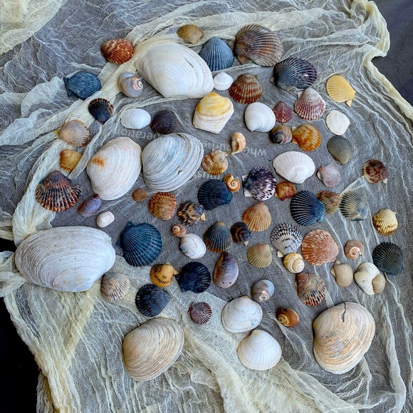 Decorative Assorted Shells - Picture 3 of 5